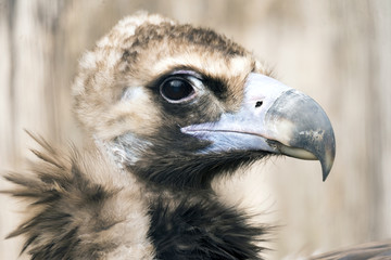 Happy Dreaming Vulture