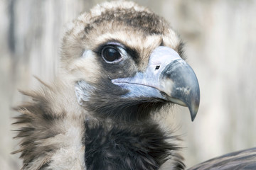 Dreaming Vulture Happy Nesting