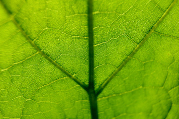 green leaf macro background