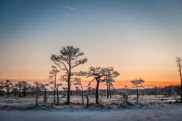 Fototapeta na wymiar Bog landscape with lake and small pines. Beautiful winter evening and cold frosty winter sunset. Selective focus. Kakerdaja nature trail. Estonia.