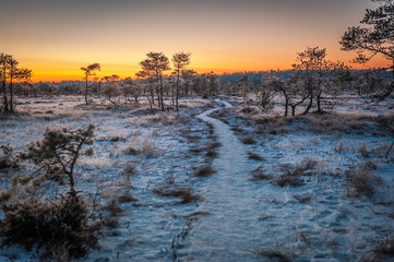 Wooden path through marsh covered with snow. Beautiful winter evening and cold frosty winter sunset. Selective focus. Kakerdaja nature trail. Estonia.