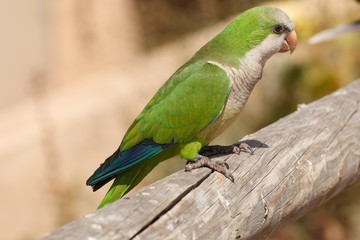 The monk parakeet (Myiopsitta monachus) in Fuerteventura, Canary Islands