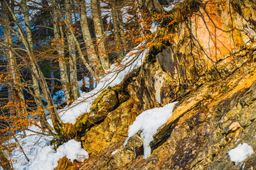 Winter forest landscape on Lake Vorderer Gosausee. Austria