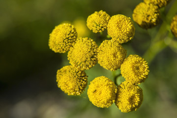 Yellow small forest flowers