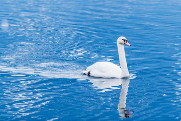 White swan in winter on the beautiful lake Zell am See. Austria