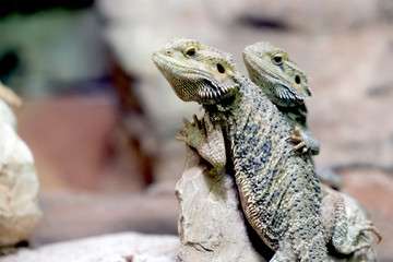 Best Friends for Ever