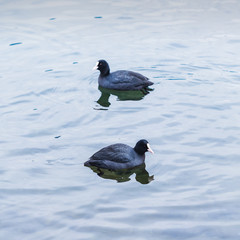 Waterfowl Birds in winter on the beautiful Zell am See lake. Austria