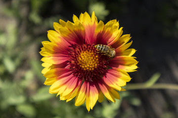 Honey bee gather nectar from gaillardia flower