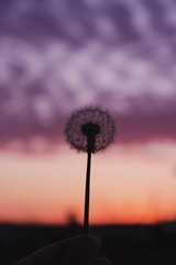Beautiful dandelion with a stunning colorful background