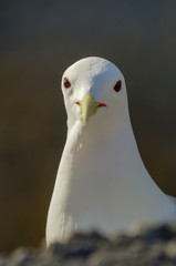 Kittiwake Close up head shot 1