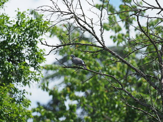 Ringeltaube auf Ast sitzend - Wood pigeon sitting on branch
