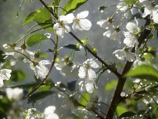 Spring Cherry blossoms in the rain ,