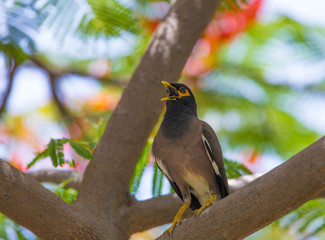 Common myna Outdoors