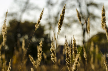 Fototapeta premium Reeds close-up swinging in the wind in the backlight of sunset.
