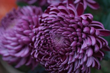Colorful autumnal chrysanthemum. Blossoming flowers in a garden. Mums