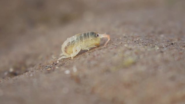 sandhopper, Talitridae, walking, moving, jumping on sand on a scottish beach in May. 
