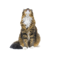 Big cat sitting on white background and looking up