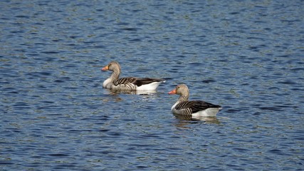 Wilde Graugans, freilebend