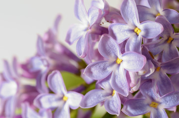 Lilac bloomed in spring.
