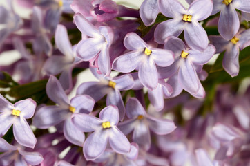 Lilac bloomed in spring.