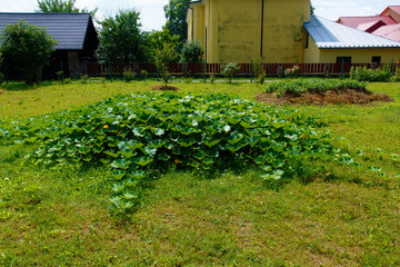 Fototapeta na wymiar hokkaido pumpkin plants on straw bet in permaculture garden.