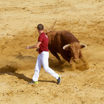 Competición con toros bravos en España. Esta competición es una forma de la tauromaquia donde la gente usa su propio cuerpo para torear
