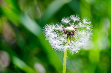 Dandelions are fluffy and snow-white on a blurred background of green grass.