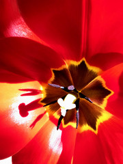 Red background - the middle of a tulip.