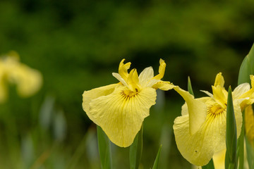 Yellow flowers fascinate. Iris pseudacorus