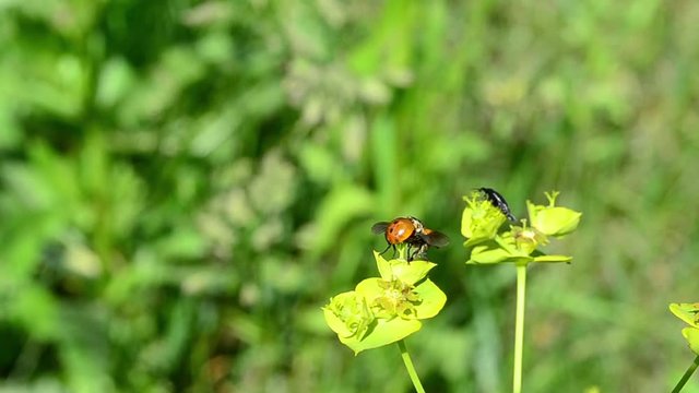 Gymnosoma, male, ladybug mimic fly, Euphorbia cyparissias