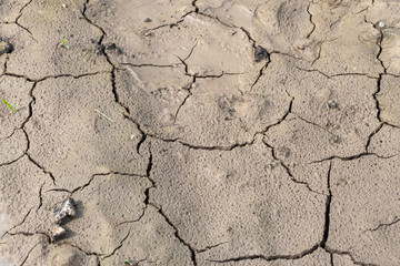 Trockenheit in der Natur - Dürre