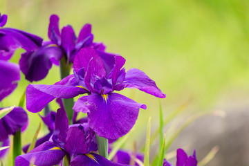 Auspicious flowers.Acorus calamus
