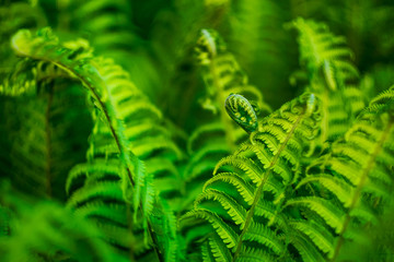 green fern leaves close-up, background texture