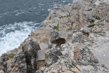 Beautiful beach in Hermanus with two cute dassies sitting on a rock in South Africa