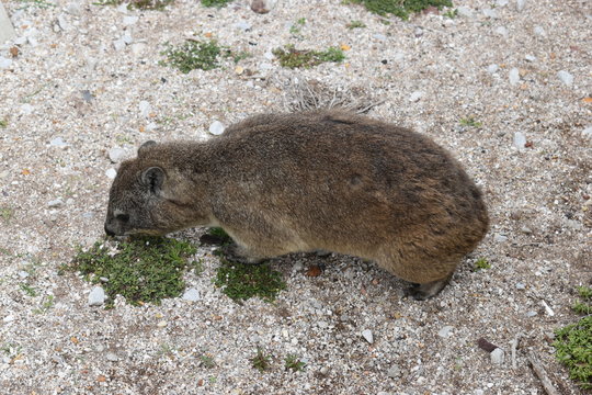 Closeup of a fluffy dassie on the beach in Hermanus in South Africa