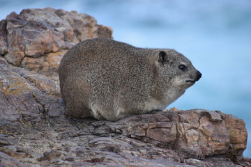 Beautiful beach in Hermanus with a cute dassie sitting on a rock in South Africa