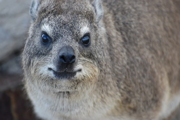 Closeup of a fluffy dassie on the beach in Hermanus in South Africa