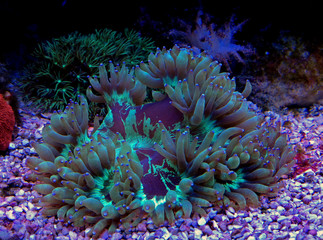 Fototapeta na wymiar LPS Elegance coral in reef aquarium (Catalaphyllia Jardinei) 