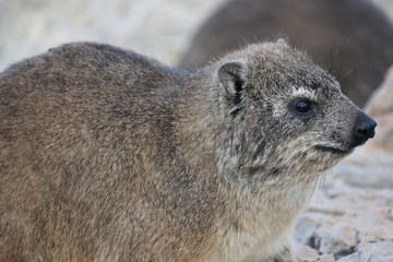 Closeup of a fluffy dassie on the beach in Hermanus in South Africa