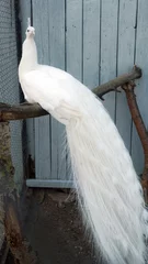 Photo sur Plexiglas Paon Beau paon blanc dans la cage du zoo en captivité