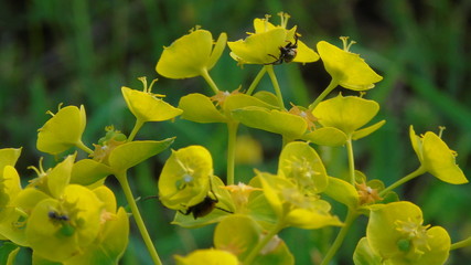Spurge
