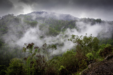 Hazy Jungle