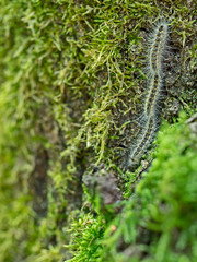 Caterpillars of Oak processionary moth,Thaumetopoea processionea, aka OPM,