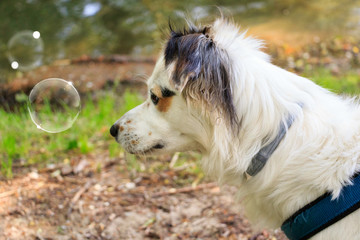 Il cagnolino con le bolle di sapone © nicolagiordano