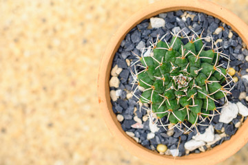Close up of  photo shaped cactus with long thorns in pots,top view