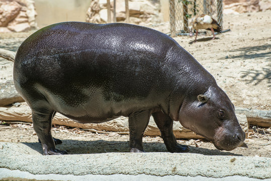 young hippopotamus with a shallow depth of field