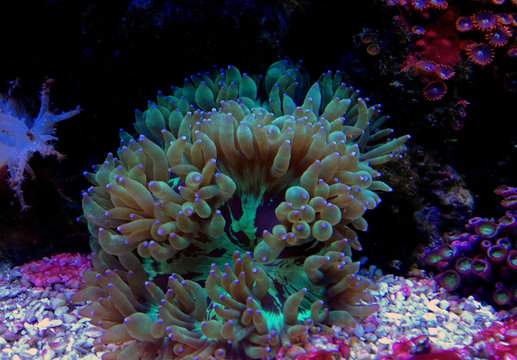LPS Elegance coral in reef aquarium (Catalaphyllia Jardinei) 