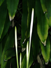 White Buds of Spider Lily Flowers Isolated on Nature Background