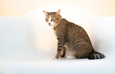 Fototapeta premium Portrait Beautiful brown cat isolated on a white chair .
