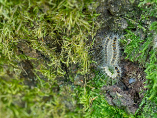 Caterpillars of Oak processionary moth,Thaumetopoea processionea, aka OPM,